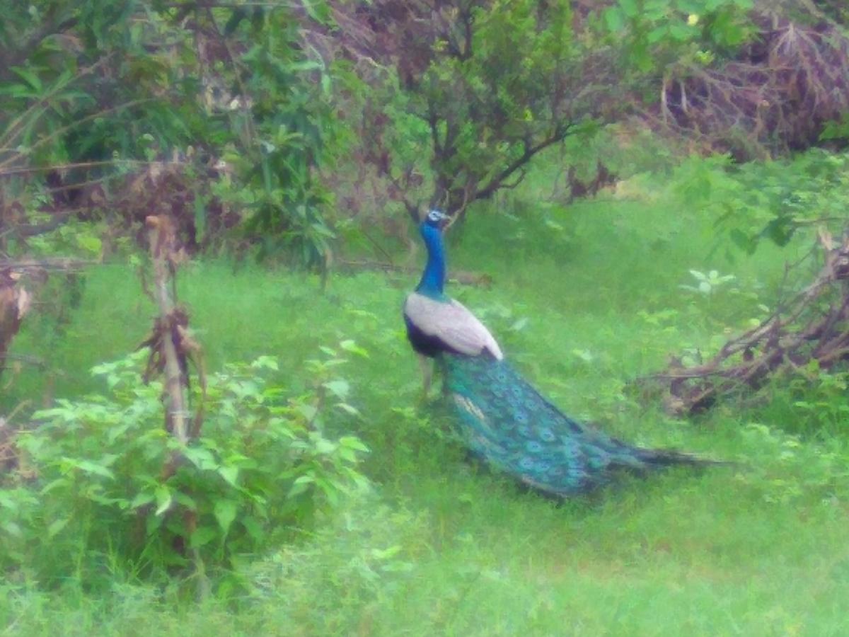 Ranakpur Nature Retreat Sadri Ngoại thất bức ảnh
